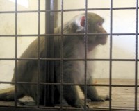 /album/fotogalerie-zoopark-zelcin/makak-rhesus-jpg/